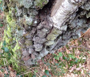 Atlantic Oak Woodlands – our “temperate rainforest”