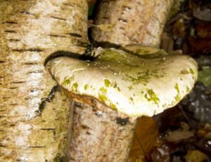 Fungi and symbiotic associations, and a Woodlands TV film.