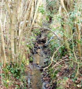 Creating a woodland pond and encouraging pond life ...