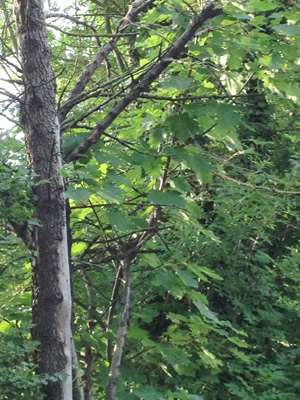 Elm Trees: disease-resistant elm trees now available
