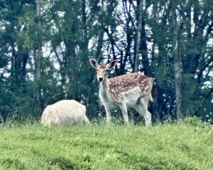 A diet for deer