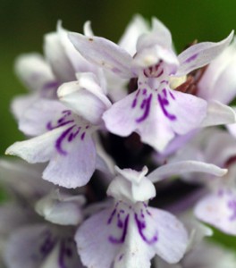 Orchid germination