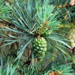 immature pine cone