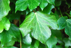 different types of ivy