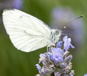 large white