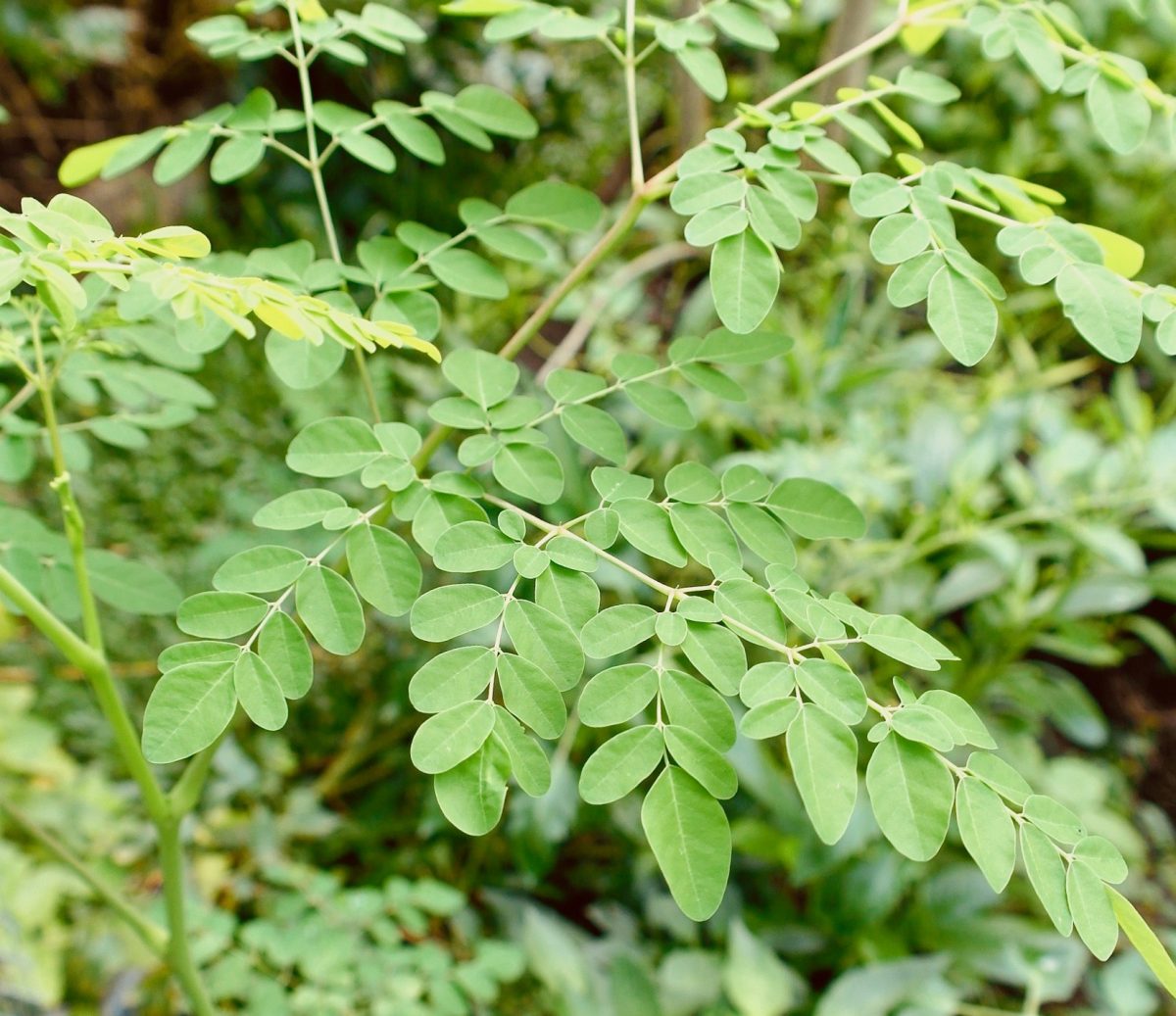 Unusual or exotic trees – the horseradish tree