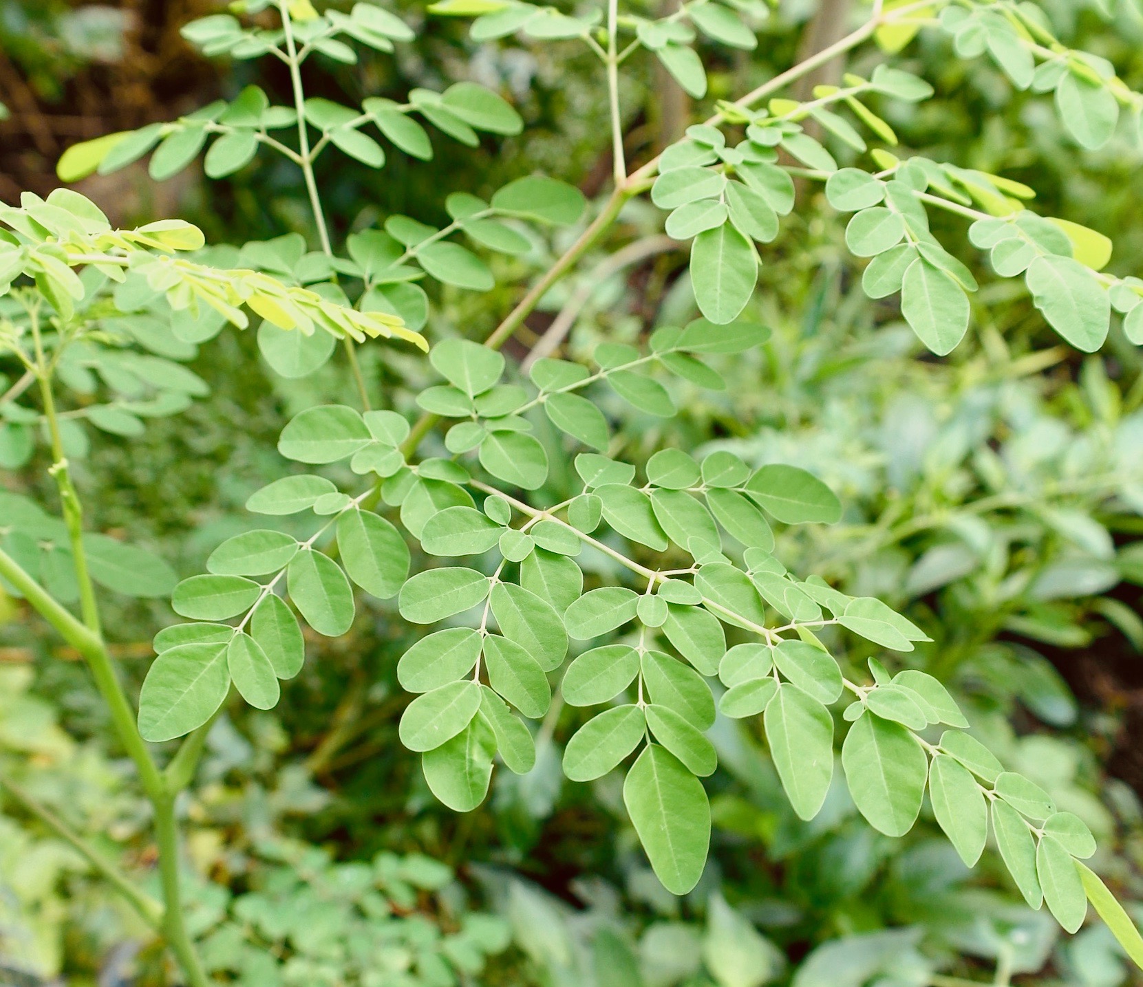 Unusual or exotic trees – the horseradish tree