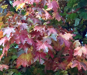 Autumnal colours and leaves of gold.