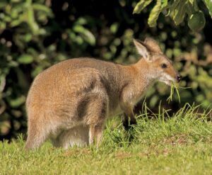 Invaders - wallabies!