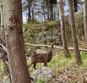 Deer in woodlands
