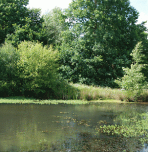 Pond life