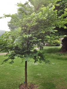 Dutch Elm disease and Brighton’s National Collection of elm trees